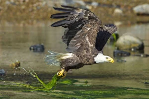 Images Dated 26th June 2017: Bald eagle (Haliaeetus leucocephalus) catching an Alewife (Alosa pseudoharengus) in Somes Sound
