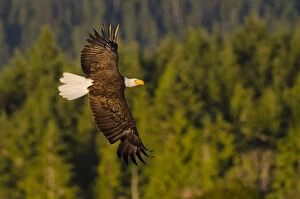 Eagles Gallery: Bald eagle (Haliaeetus leucocephalus washingtoniensis), in flight at sunset, Vancouver Island