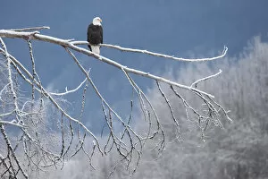 Eagles Gallery: Bald eagle (Haliaeetus leucocephalus) perched on frost branch, Southeast Alaska. December