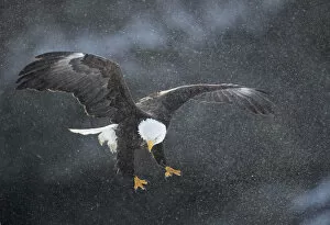 Images Dated 24th February 2018: Bald eagle (Haliaeetus leucocephalus) in flight in snow, Alaska, USA, February