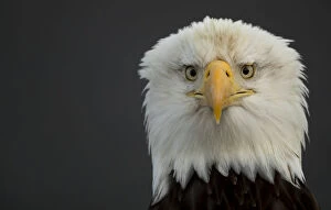 Bald eagle (Haliaeetus leucocephalus) head portrait, Alaska, USA, February