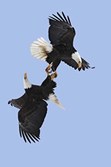 American Bald Eagle Gallery: Bald eagle (Haliaeetus leucocephalus) pair flying with claws linked during courtship flight