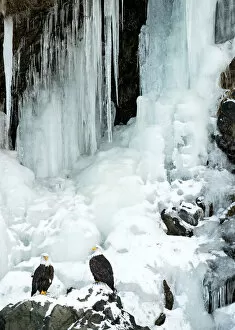 Bald eagle (Haliaeetus leucocephalus), two perched on rocks in front of frozen waterfall