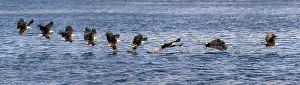 American Eagle Prints: Bald eagle (Haliaeetus leucocephalus) catching Pacific herring (Clupea pallasii) prey at water surface