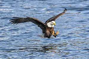 American Eagle Prints: Bald eagle (Haliaeetus leucocephalus) fishing for Pacific herring (Clupea pallasii)