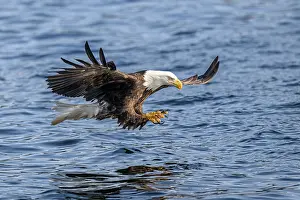 American Eagle Prints: Bald eagle (Haliaeetus leucocephalus) fishing for Pacific herring (Clupea pallasii)