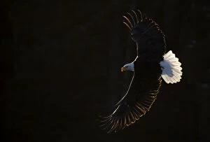 American Bald Eagle Gallery: Bald eagle (Haliaeetus leucocephalus) in flight, Alaska, USA, February