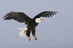 Bald eagle (Haliaeetus leucocephalus) in flight, Homer, Alaska, USA, March