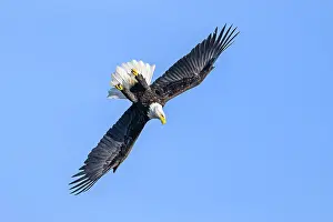American Eagle Prints: Bald eagle (Haliaeetus leucocephalus) in flight