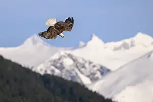 American Eagle Prints: Bald eagle (Haliaeetus leucocephalus) in flight
