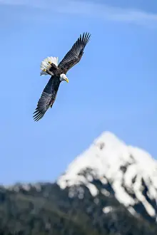 American Eagle Prints: Bald eagle (Haliaeetus leucocephalus) in flight