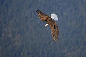 American Eagle Prints: Bald eagle (Haliaeetus leucocephalus) in flight