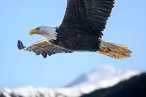 American Eagle Prints: Bald eagle (Haliaeetus leucocephalus) in flight over Sitka Sound, Sitka, Alaska, USA