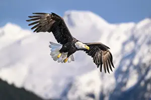 American Eagle Prints: Bald eagle (Haliaeetus leucocephalus) in flight over Sitka Sound with snow-covered mountains behind