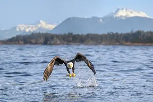 Clupeiformes Prints: Bald eagle (Haliaeetus leucocephalus) in flight above water carrying Pacific herring (Clupea pallasii) prey
