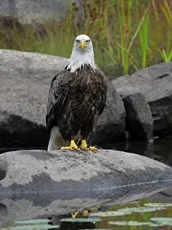 American Eagle Prints: Bald eagle (Haliaeetus leucocephalus) perched on a rock