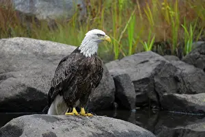 Accipitriformes Prints: Bald eagle (Haliaeetus leucocephalus) perched on rock at edge of a beaver pond