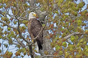 Accipitriformes Prints: Bald eagle (Haliaeetus leucocephalus) perched in tree