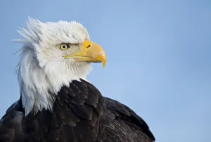 Danny Green Collection: Bald eagle (Haliaeetus leucocephalus) portrait, Alaska, USA, February
