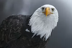 North American Birds Collection: Bald Eagle (Haliaeetus leucocephalus) portrait. Southeast Alaska. December