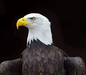 2019 October Highlights Gallery: Bald eagle (Haliaeetus leucocephalus) portrait, captive, occurs in North America