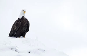 American Eagle Gallery: Bald eagle (Haliaeetus leucocephalus) in snow, Alaska, USA, February