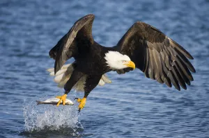 Bald Eagle (Haliaeetus leucocephalus) taking a fish from water. Homer, Kenai Fjord