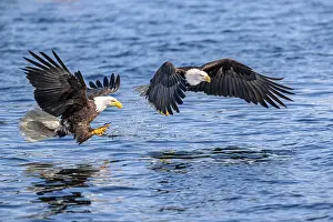 American Eagle Prints: Two Bald eagles (Haliaeetus leucocephalus) fishing for Pacific herring (Clupea pallasii)
