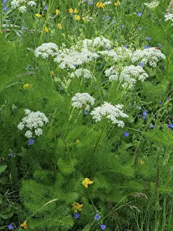 Umbelliferae Prints: Bald money (Meum athamanticum) in flower in grassland