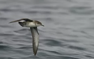 Images Dated 16th August 2010: Balearic shearwater (Puffinus mauretanicus) in flight over Irish sea off Pembrokeshire coast