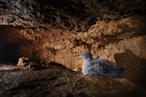 Homes Prints: Balearic shearwater (Puffinus mauretanicus) chick in breeding colony inside a coastal