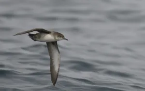 Shearwaters Prints: Balearic shearwater (Puffinus mauretanicus) in flight over Irish sea off Pembrokeshire coast