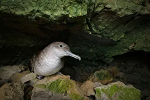 Balearic shearwater (Puffinus mauretanicus) at night inside a breeding colony cave