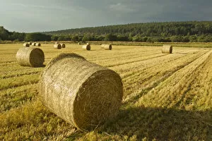 Agriculture Gallery: Bales of Barley straw on arable farmland, Scotland, UK