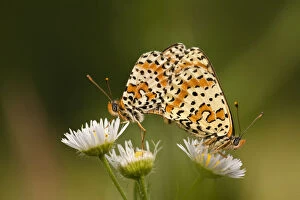 Images Dated 21st June 2009: Balkan fritillary butterflies (Boloria graeca) mating, Djerdap National Park, Serbia