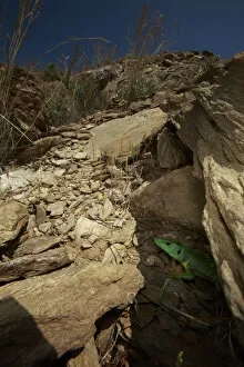 Balkan green lizard (Lacerta trilineata) coming out of its hole, The Peloponnese