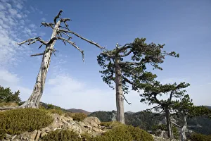Balkan Pine (Pinus leucodermis) trees at high altitude, Valia Calda, Pindos NP