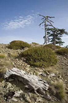 Balkan Pine (Pinus leucodermis) trees at high altitude, Valia Calda, Pindos NP