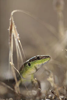 Balkan wall lizard (Podarcis taurica) Stenje region, Galicica National Park, Macedonia