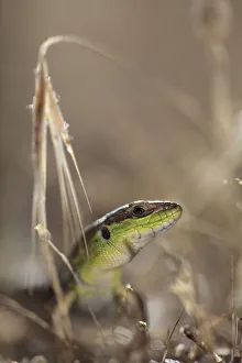 Macedonia Prints: Balkan wall lizard (Podarcis taurica) Stenje region, Galicica National Park, Macedonia