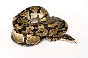 Mark Bowler Prints: Ball / Royal python (Python regius) coiled with tongue extended