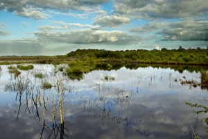 Images Dated 15th June 2011: Ballynahone Bog, County Londonderry, Northern Ireland, UK, June 2011