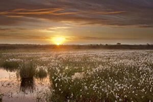 Exploring Britain Gallery: Ballynahone Bog at dawn with flowering cotton grass, County Londonderry, Northern Ireland