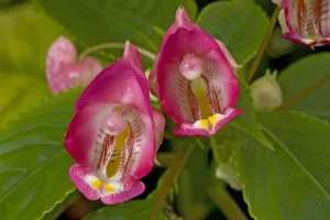 Heather Angel Prints: Balsam (Impatiens bicaudata) flowers with lines leading to nectaries