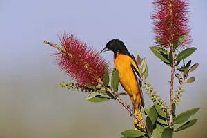 Songbirds Prints: Baltimore / Northern Oriole (Icterus gabula) feeding on Lemon Bottlebrush