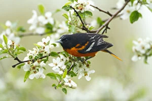 Images Dated 8th May 2012: Baltimore Oriole (Icterus galbula) male foraging in apple blossom in spring, New York