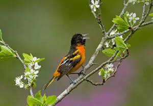 Images Dated 17th May 2014: Baltimore oriole (Icterus galbula) male singing in spring, perched on Pear blossom (Pyrus sp)