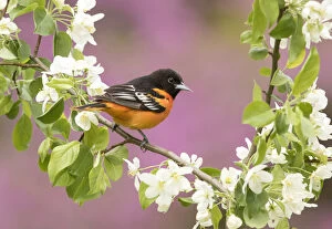 2019 August Highlights Gallery: Baltimore oriole (Icterus galbula) male perched in pear (Pyrus sp