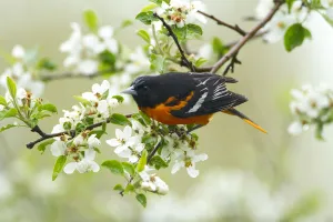 Songbirds Prints: Baltimore Oriole (Icterus galbula) male foraging in apple blossom in spring, New York