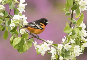 Baltimore oriole (Icterus galbula) male perched in pear (Pyrus sp
